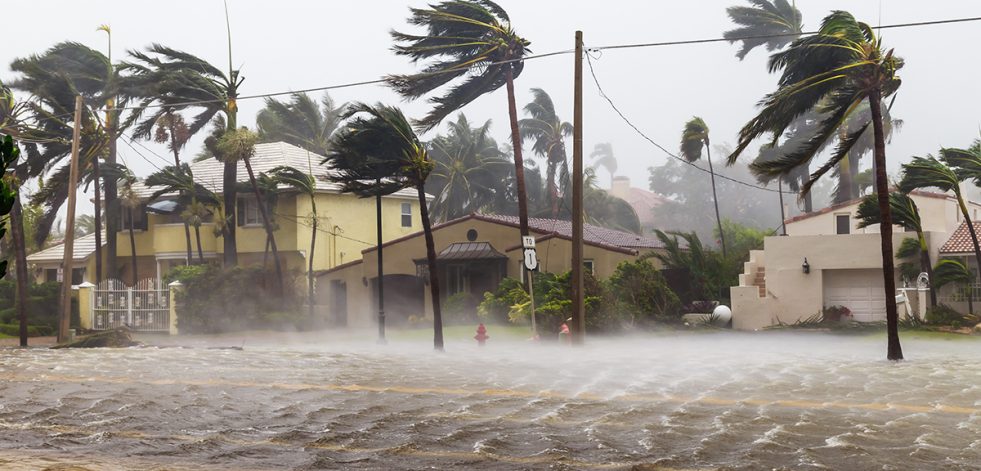 Palm trees swaying in winds of hurricane