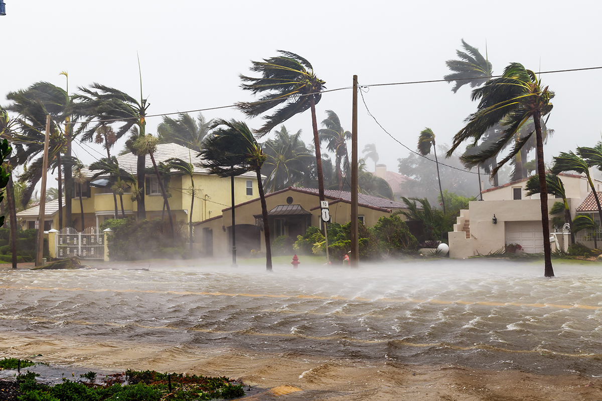 Palm trees swaying in winds of hurricane